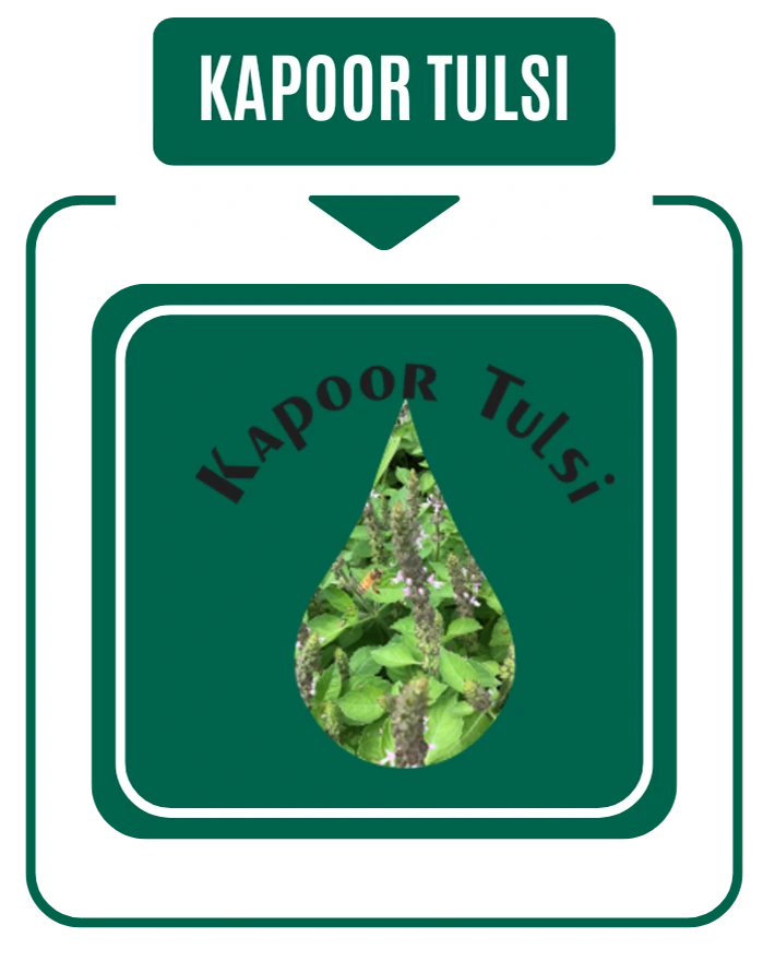 Kapoor Tulsi Drop By Nirog Lab