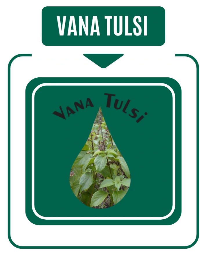 Vana Tulsi Drop By Nirog Lab